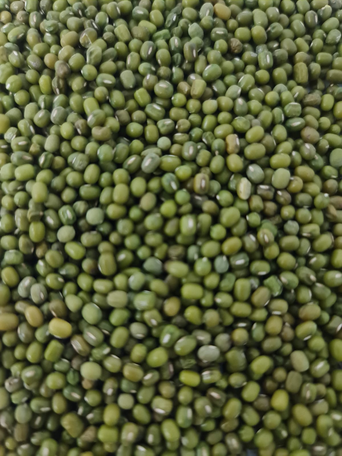 Shiny Small-Seeded Mung Bean